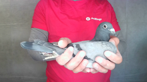 Pigeon image