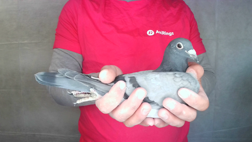 Pigeon image