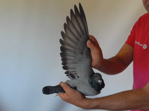 Pigeon image