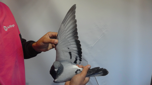 Pigeon image