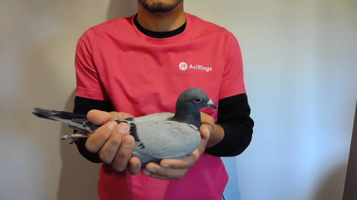 Pigeon image