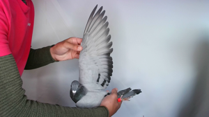 Pigeon image