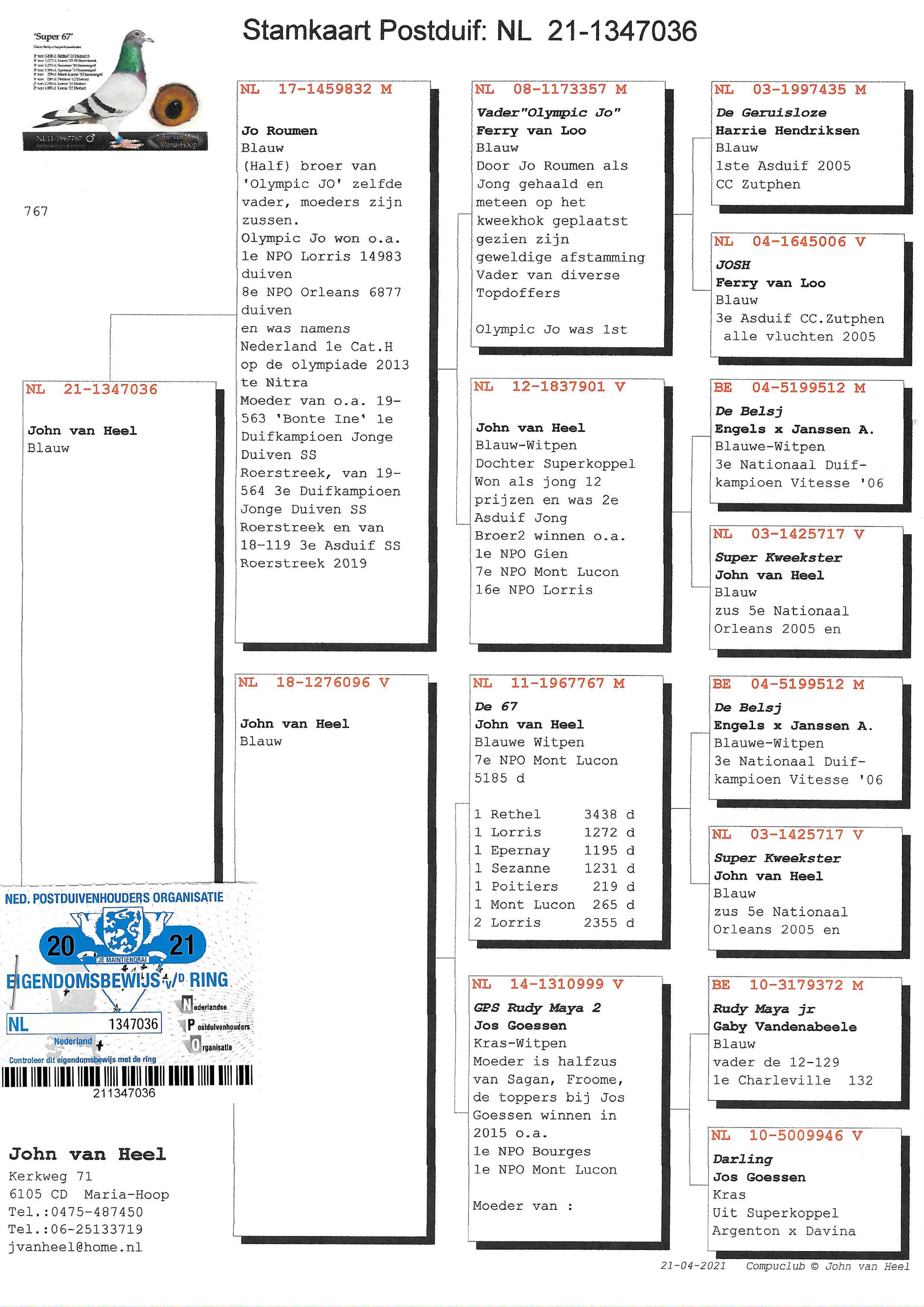 Pigeon pedigree image