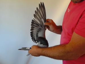 Pigeon image