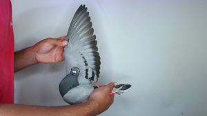 Pigeon image