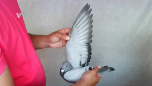 Pigeon image