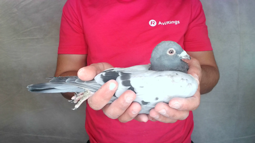 Pigeon image