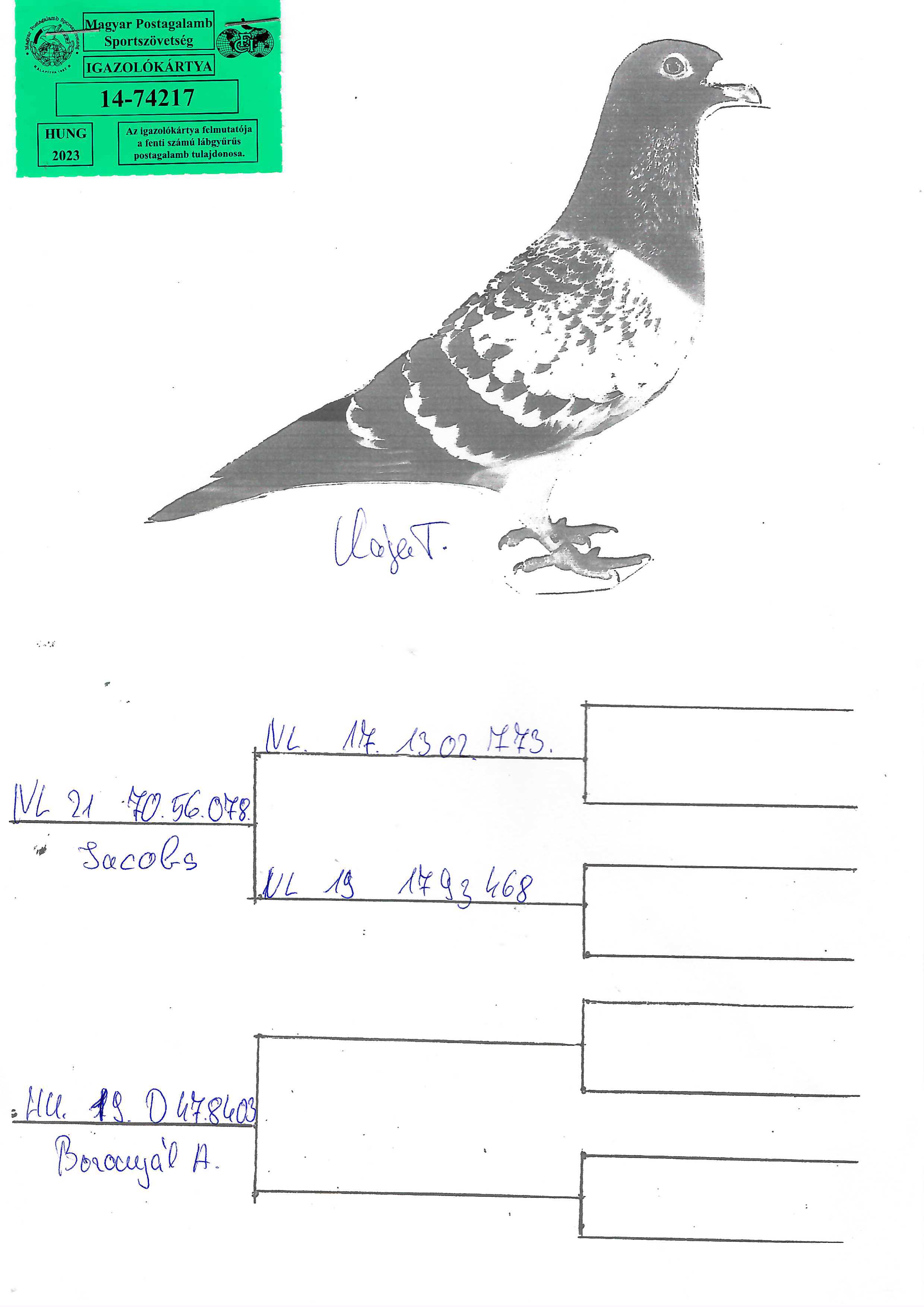 Pigeon pedigree image