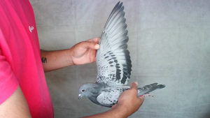 Pigeon image