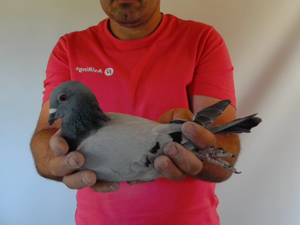Pigeon image