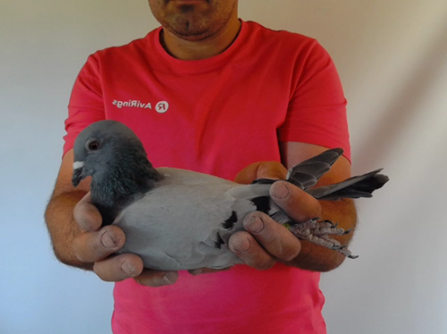 Pigeon image