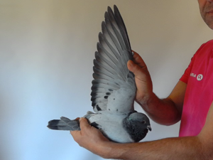 Pigeon image