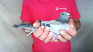 Pigeon image