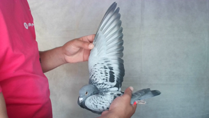 Pigeon image