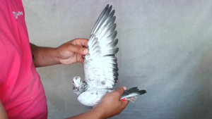 Pigeon image