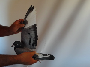Pigeon image