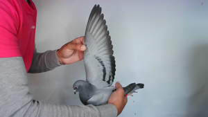Pigeon image