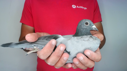 Pigeon image
