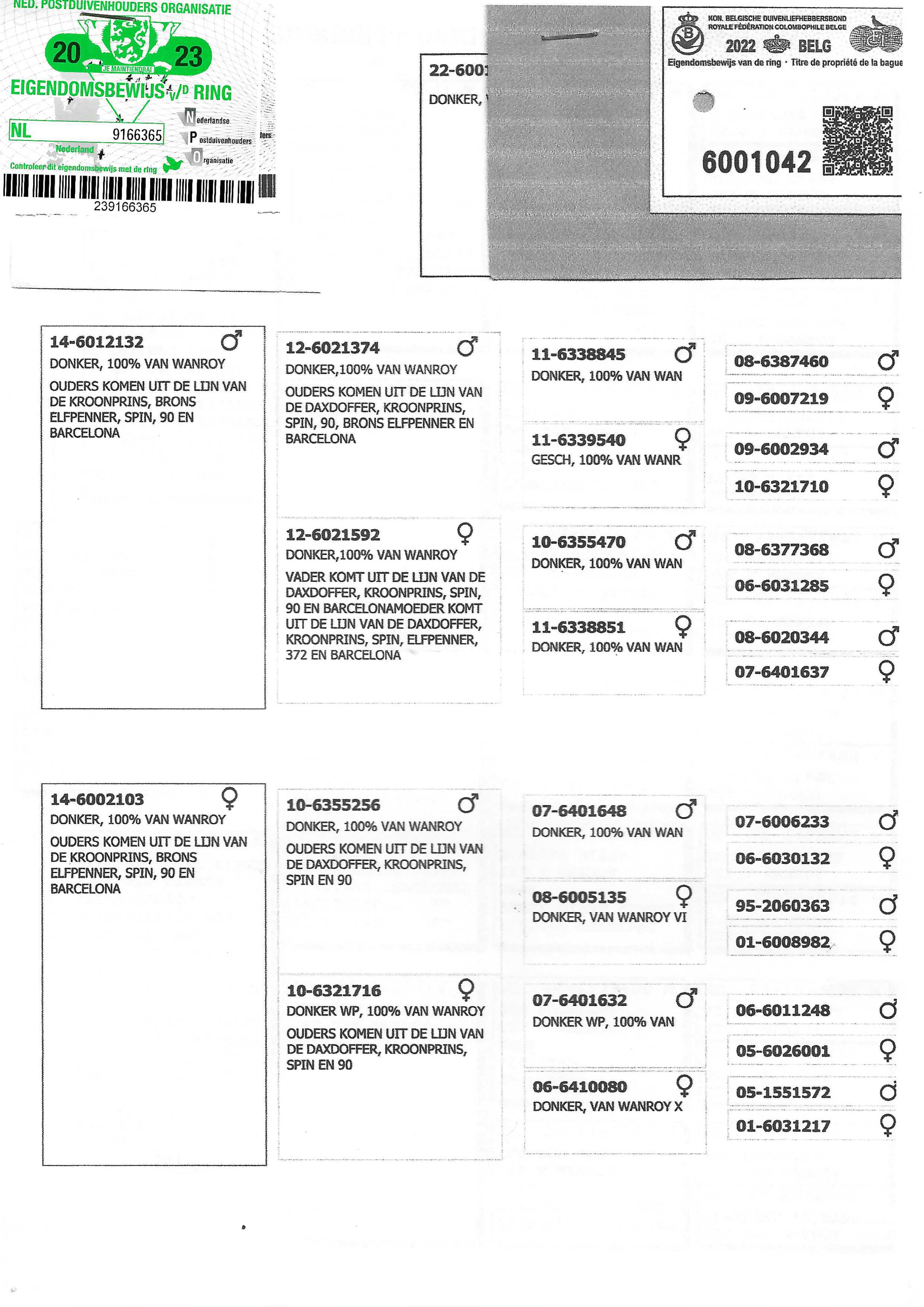 Pigeon pedigree image