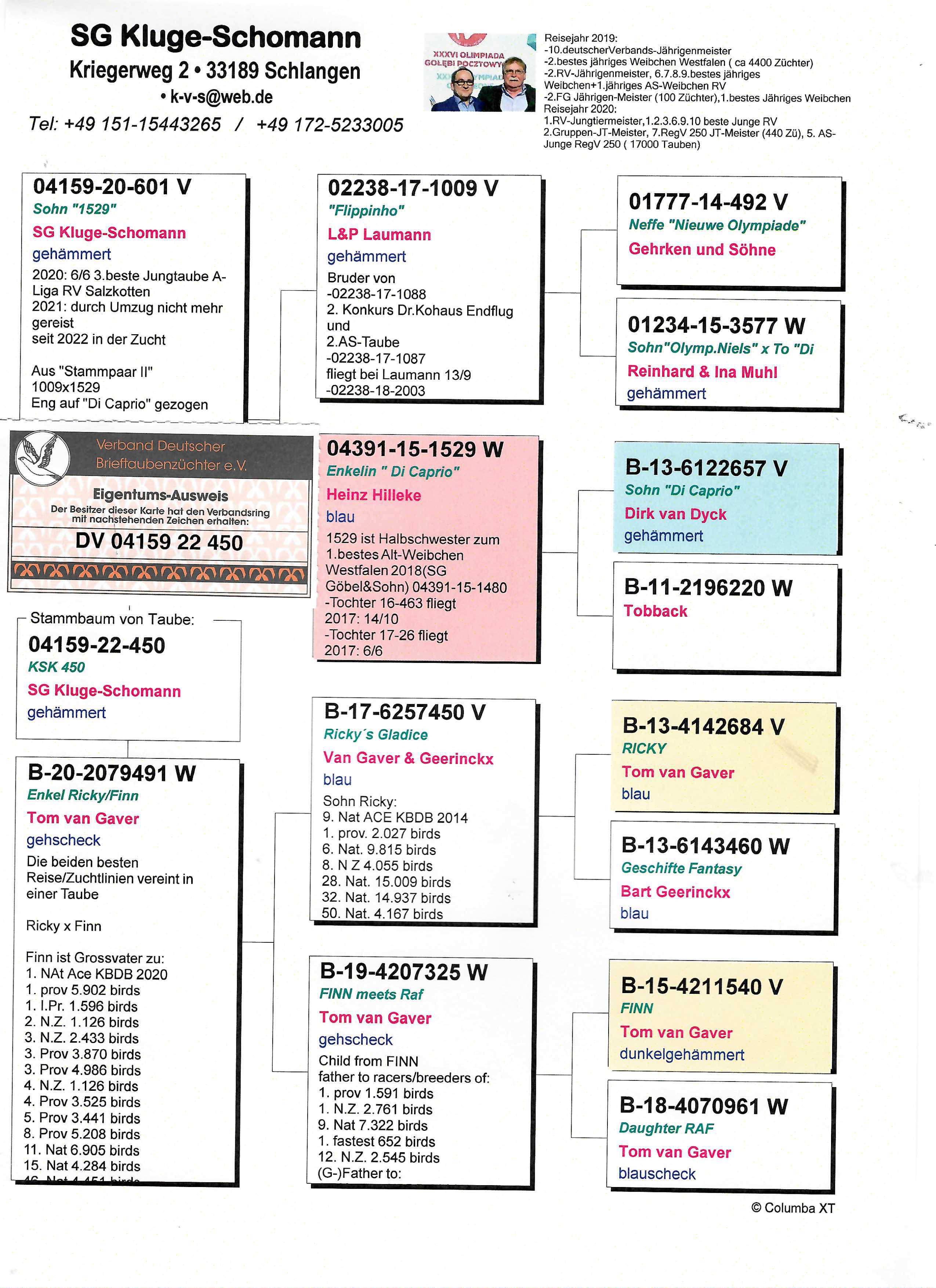 Pigeon pedigree image