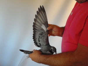 Pigeon image