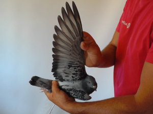 Pigeon image