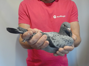 Pigeon image