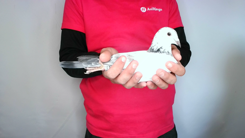 Pigeon image