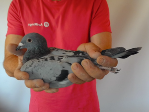 Pigeon image