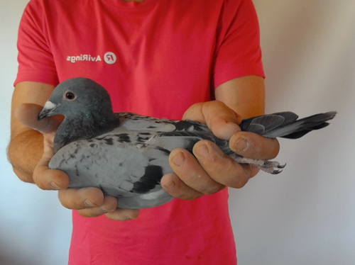 Pigeon image