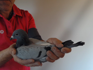 Pigeon image