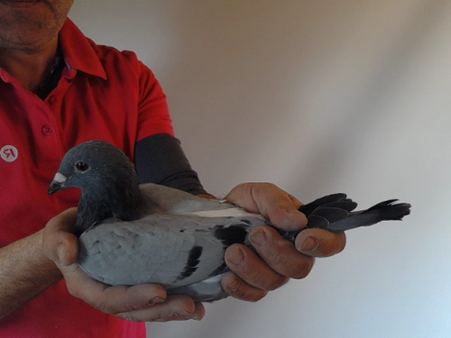Pigeon image