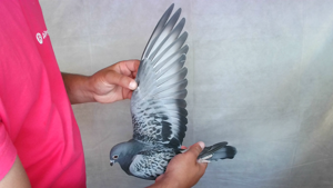 Pigeon image
