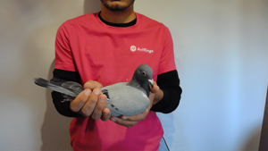 Pigeon image