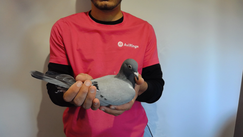 Pigeon image