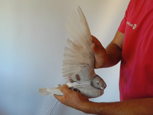 Pigeon image
