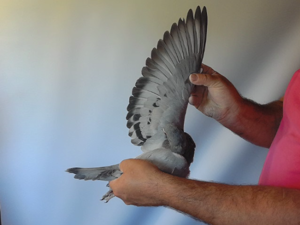 Pigeon image