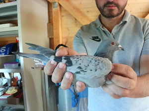 Pigeon image