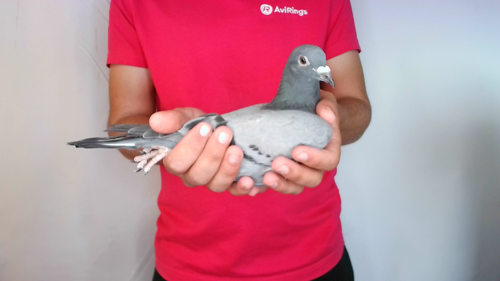 Pigeon image