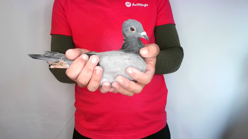 Pigeon image
