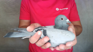Pigeon image
