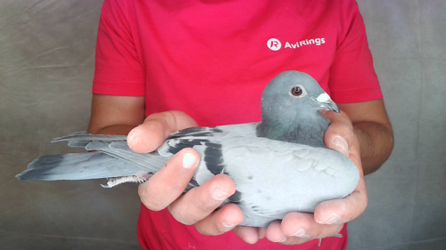 Pigeon image