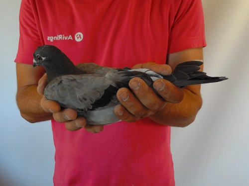 Pigeon image