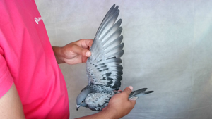 Pigeon image