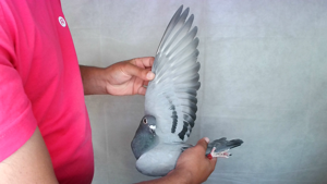 Pigeon image
