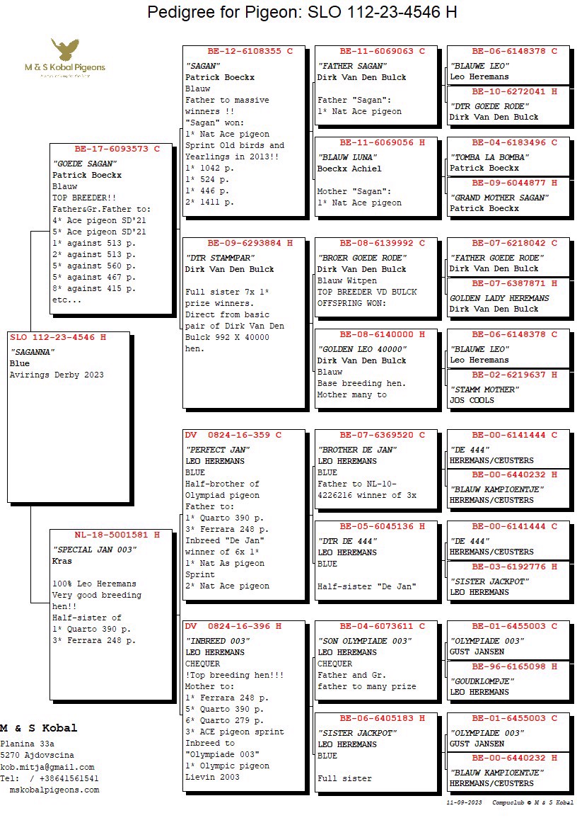 Pigeon pedigree image