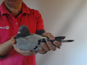 Pigeon image