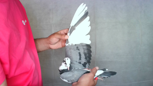 Pigeon image