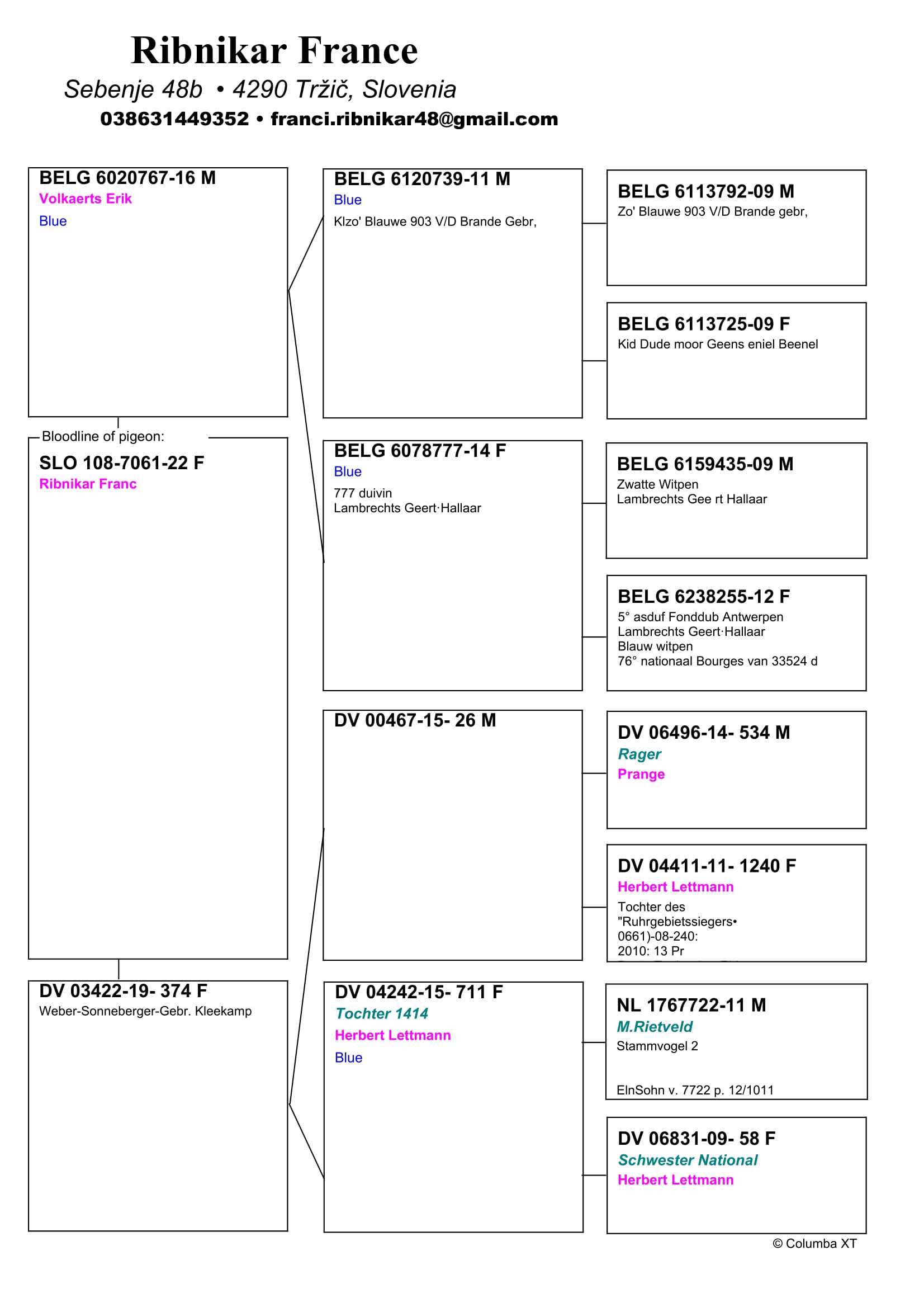 Pigeon pedigree image