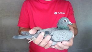 Pigeon image